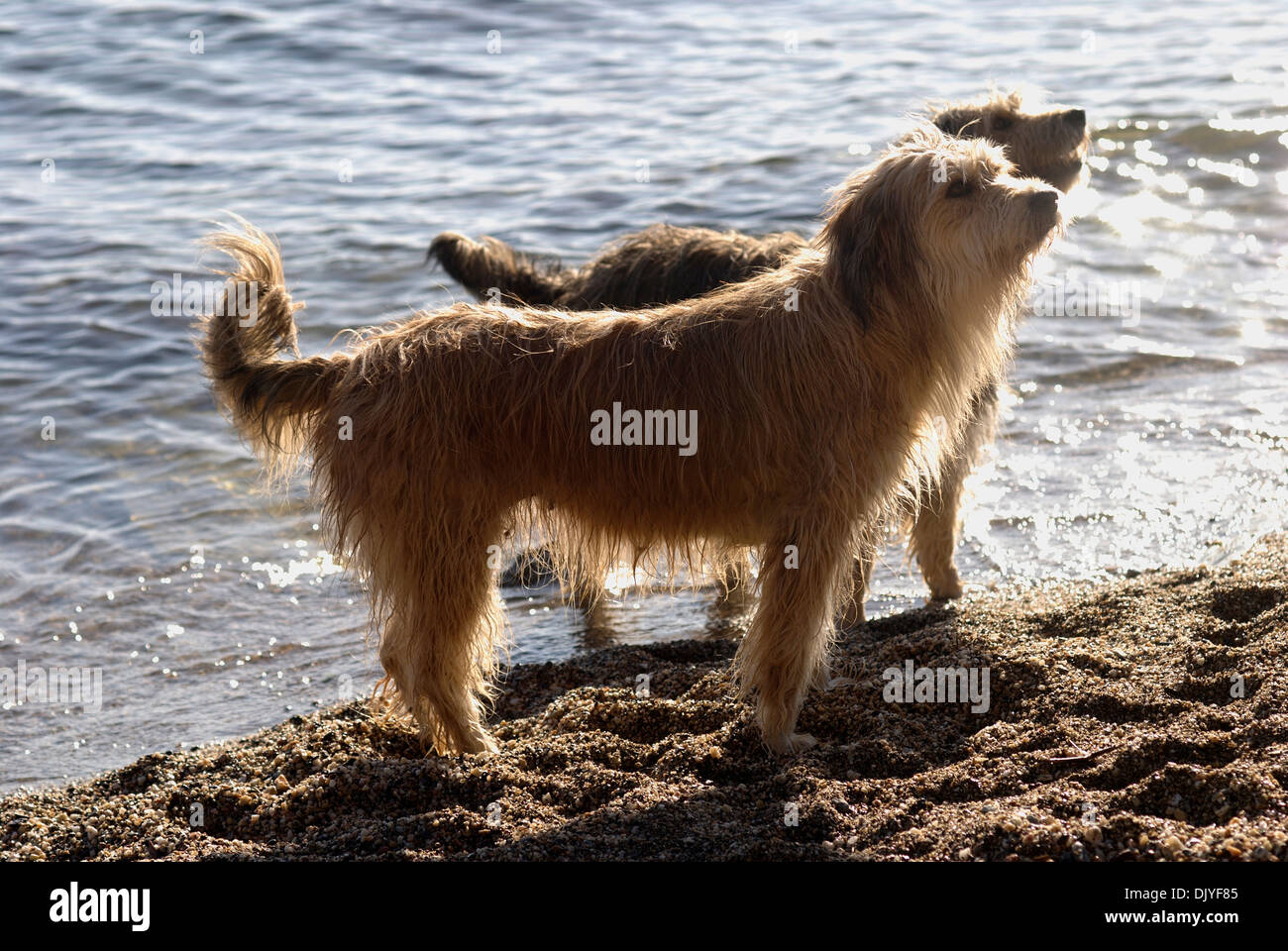 Two Briard mongrels on the beach Stock Photo