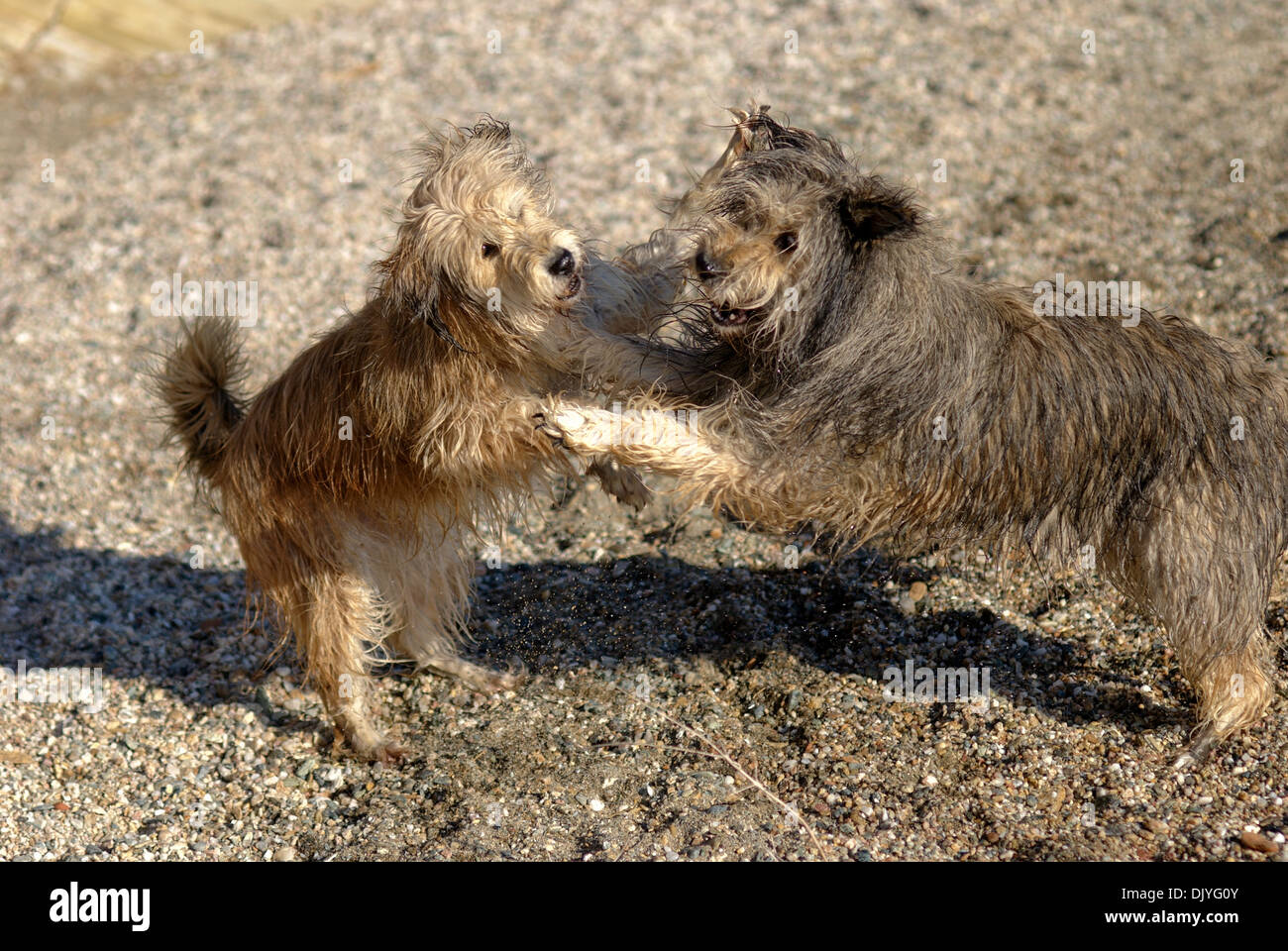 Two Briard mongrels playing on the beach Stock Photo