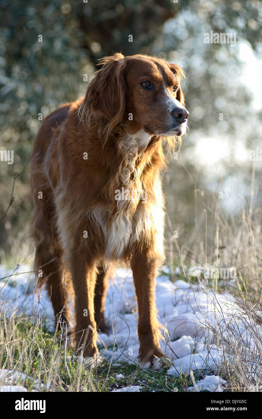 Irish Setter standing in snowy field Stock Photo