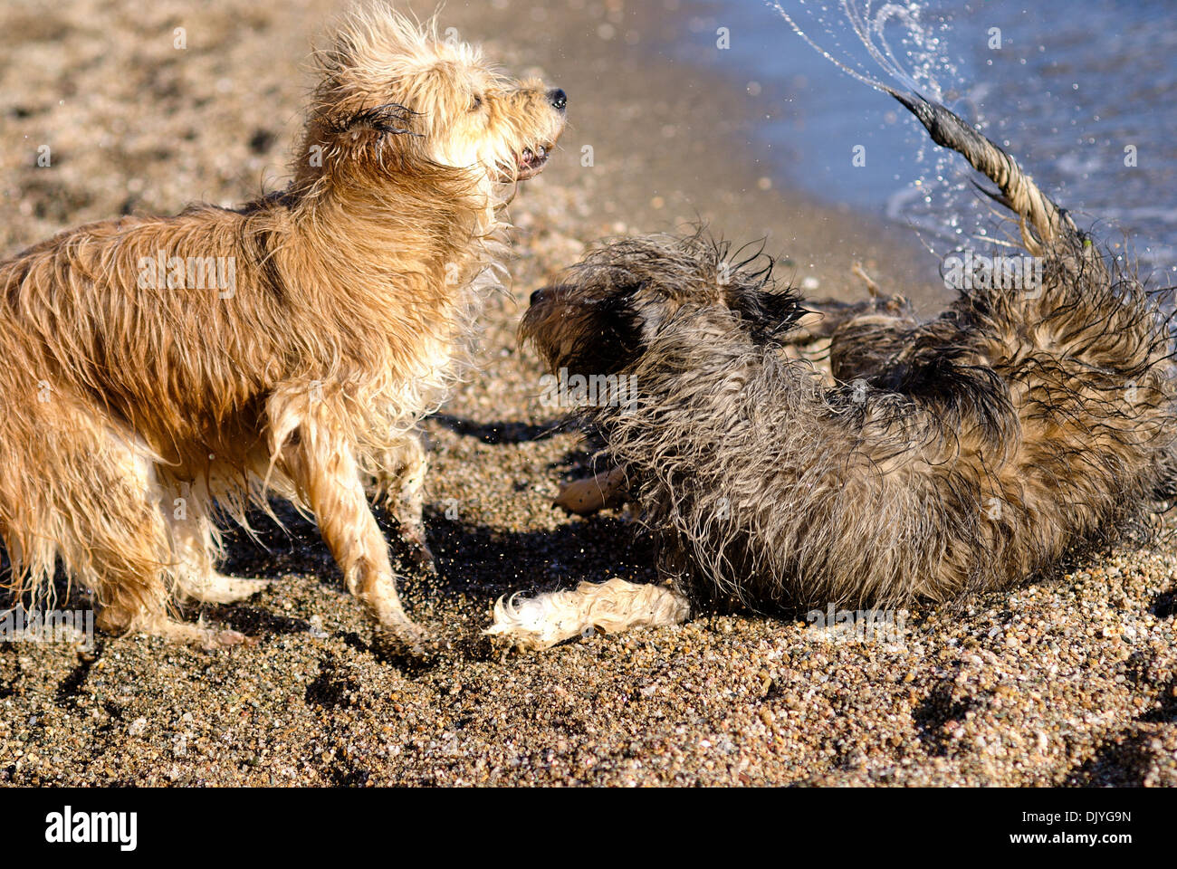 Two Briard mongrels playing on the beach Stock Photo