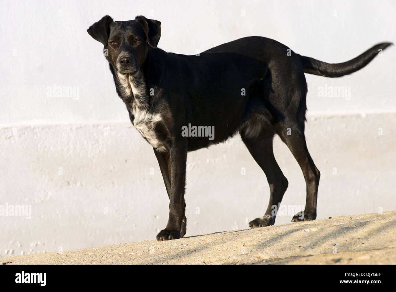 black mongrel dog