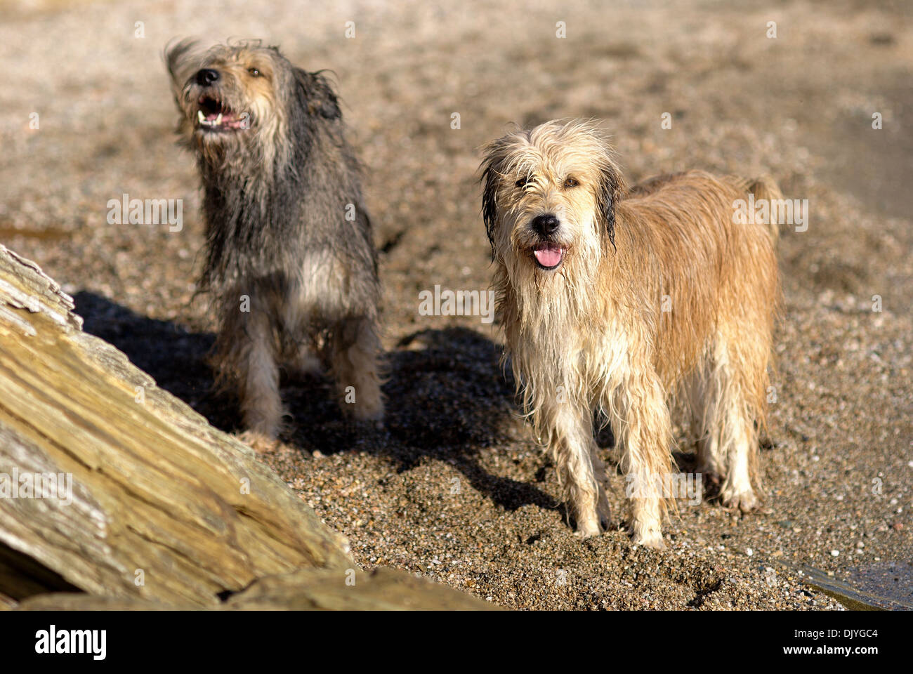 Two Briard mongrels on the beach Stock Photo