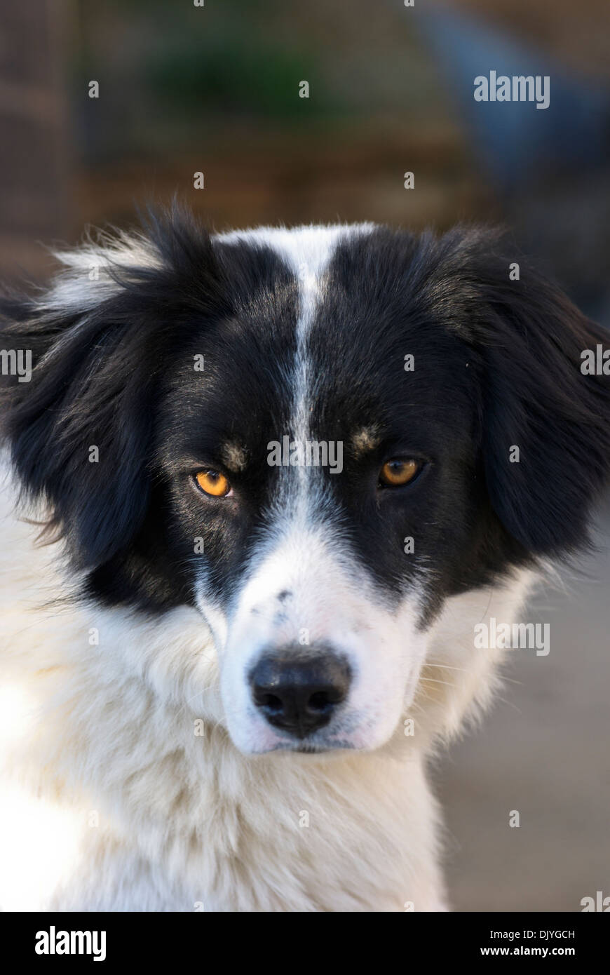 Border Collie (Portrait) Stock Photo