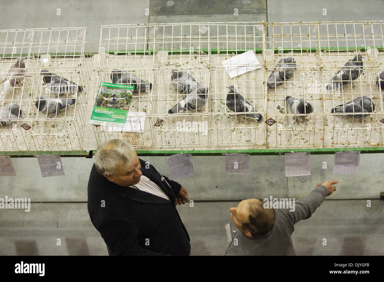 Gdansk, Poland. 1st Dec 2013. 8th International Fair of Pigeon Post and Acessories at Amber Expo hall in Gdansk. Exhibitors show carrier pigeons and take part in auction of pigeons from the Polish, Dutch, German and Belgian pigeons reputable kennels. Credit:  Michal Fludra/Alamy Live News Stock Photo