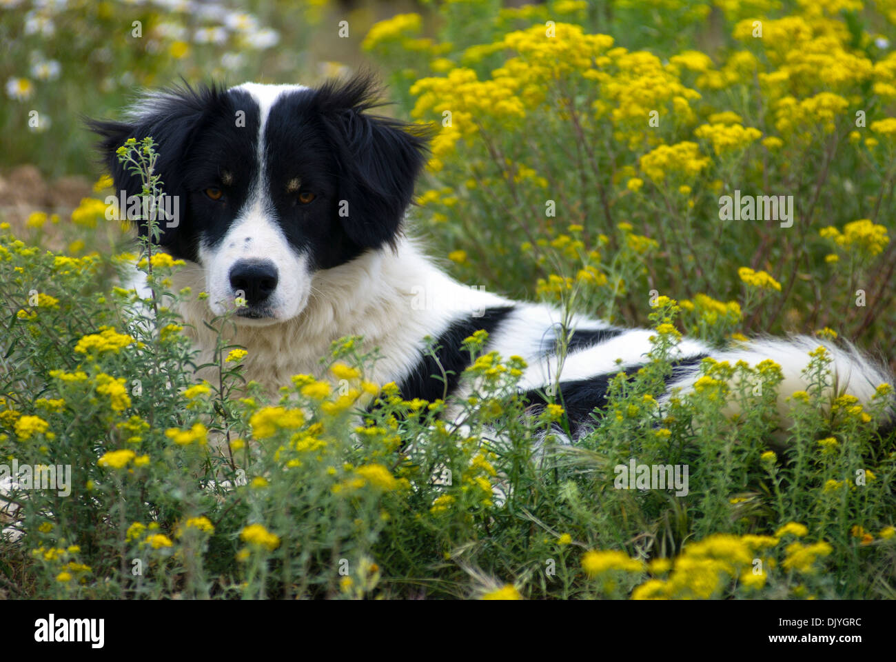 Border Collie lying in flower field looking at camera Stock Photo