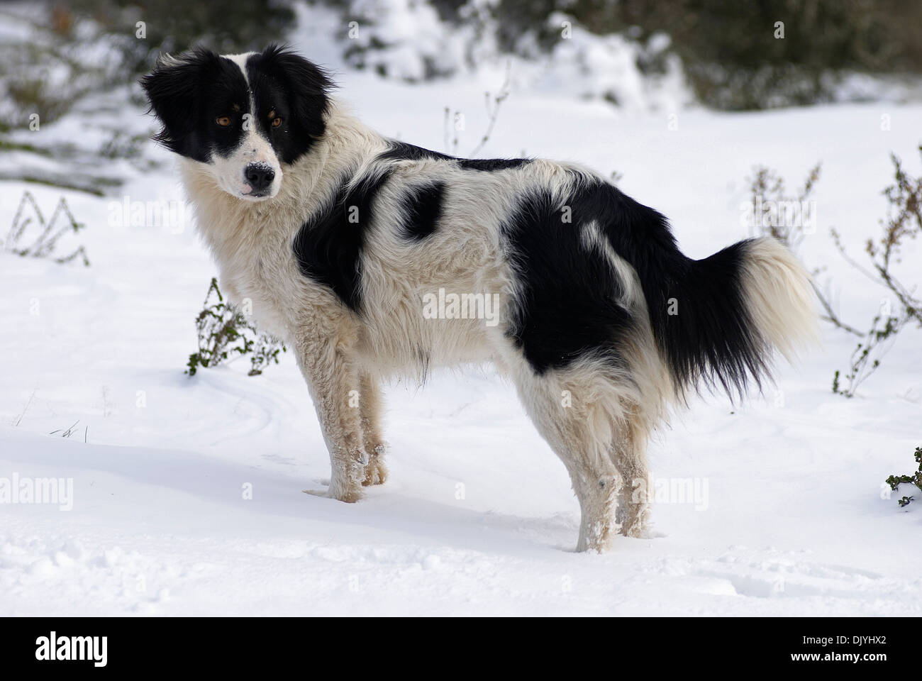 Border Collie standing in snow Stock Photo