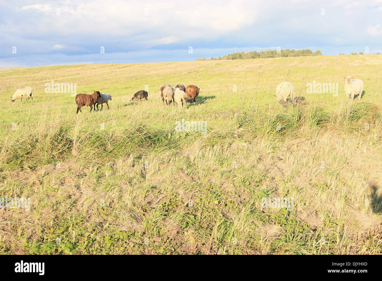 Grazing sheep in the meadow Stock Photo - Alamy