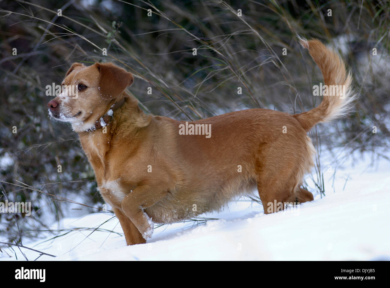 Dachshund mongrel standing in snow Stock Photo