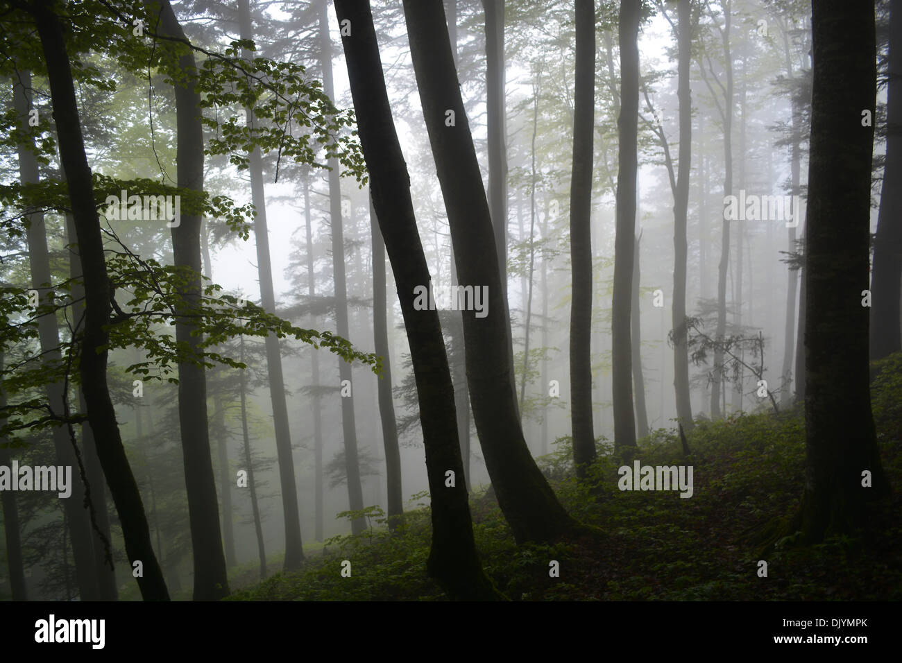 Fog in a forest on a Mountain called 'Mont Sujet' in Switzerland Stock Photo