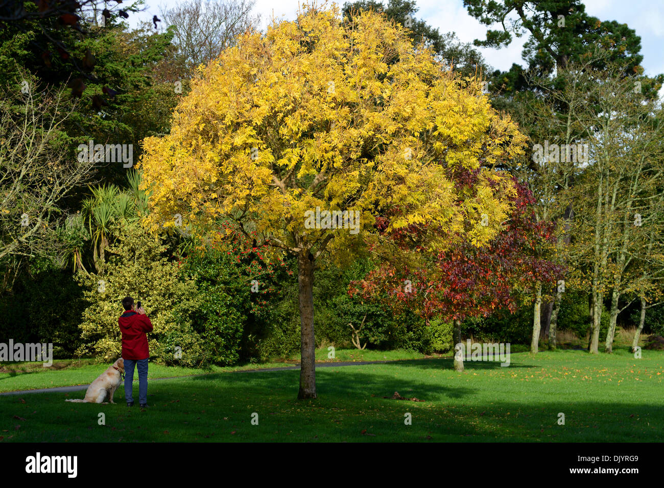 Woman photographing trees in the park during Autumn Stock Photo
