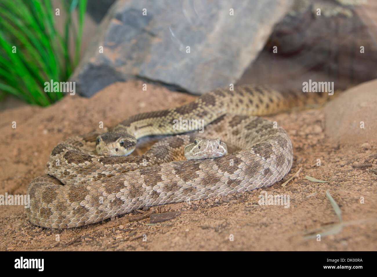 Arizona, Tucson, Saguaro National Park, Sonora Desert Museum. Rattlesnake (captive). Stock Photo