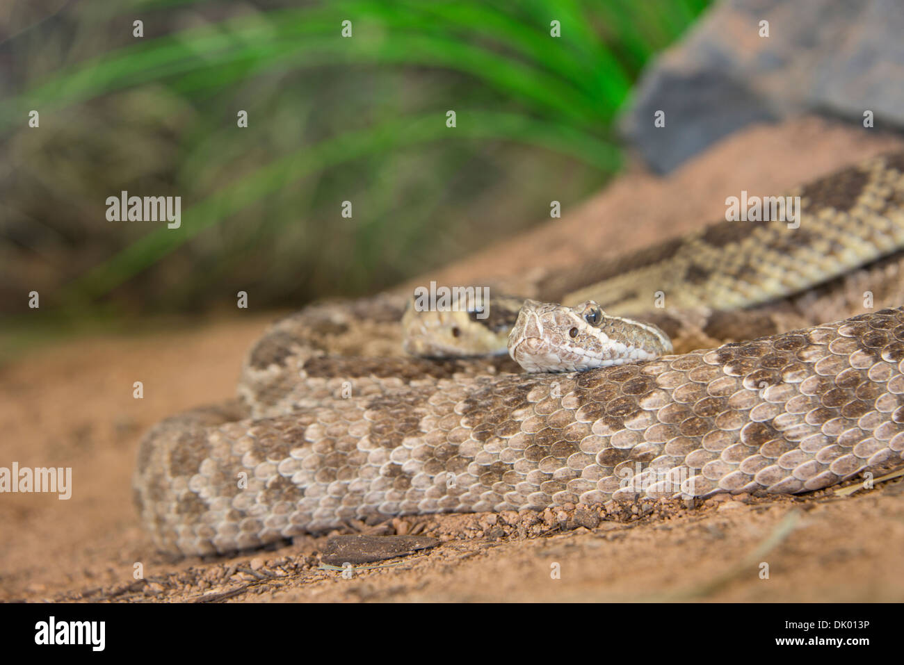 Arizona, Tucson, Saguaro National Park, Sonora Desert Museum. Rattlesnake (captive). Stock Photo