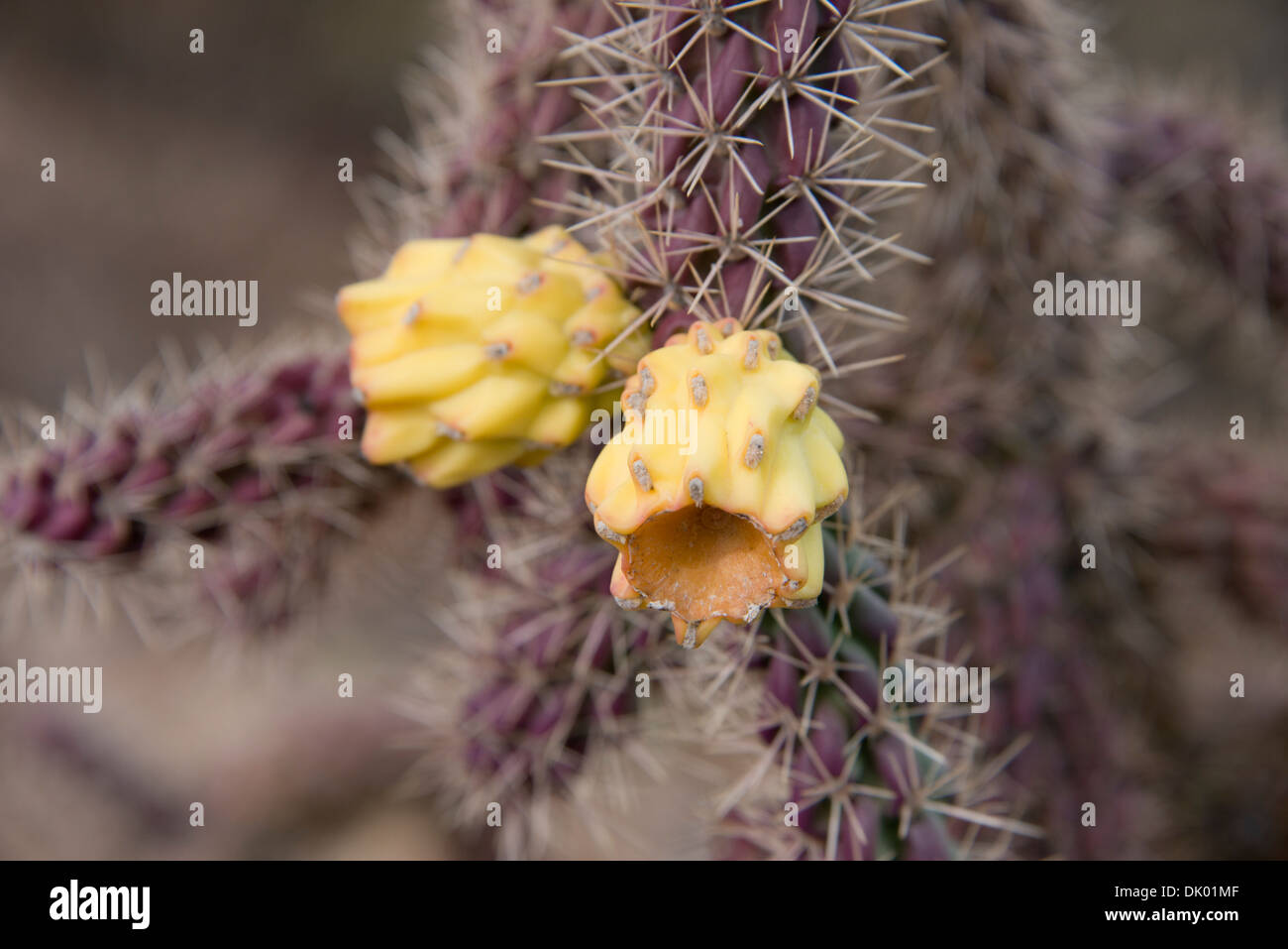 Arizona, Tucson, Saguaro National Park, Sonora Desert Museum. Cane Cholla cactus (Cylindropuntia spinosior). Stock Photo