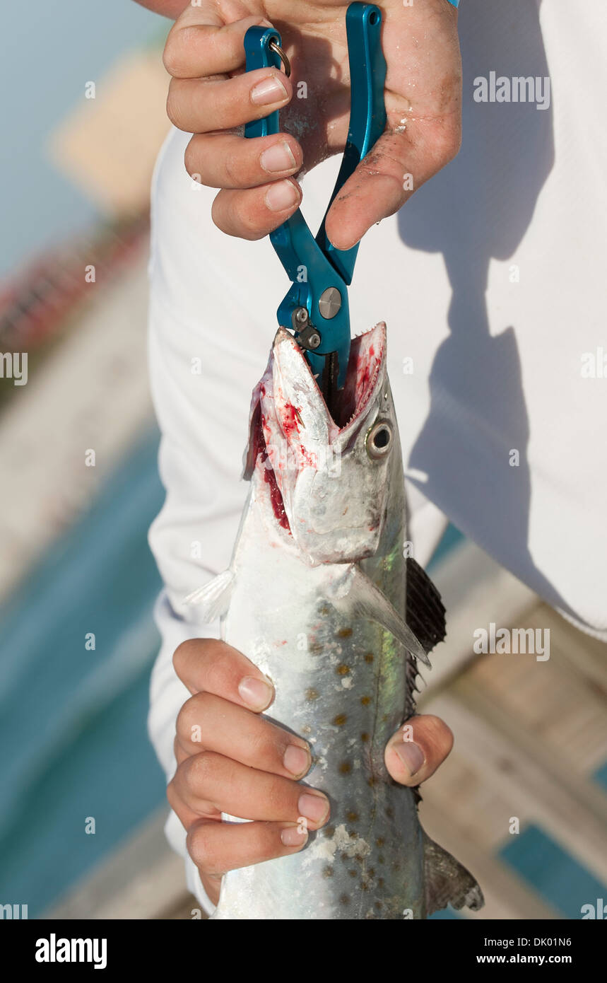 Angler using pliers to remove hook from a Mackrel fish Stock Photo
