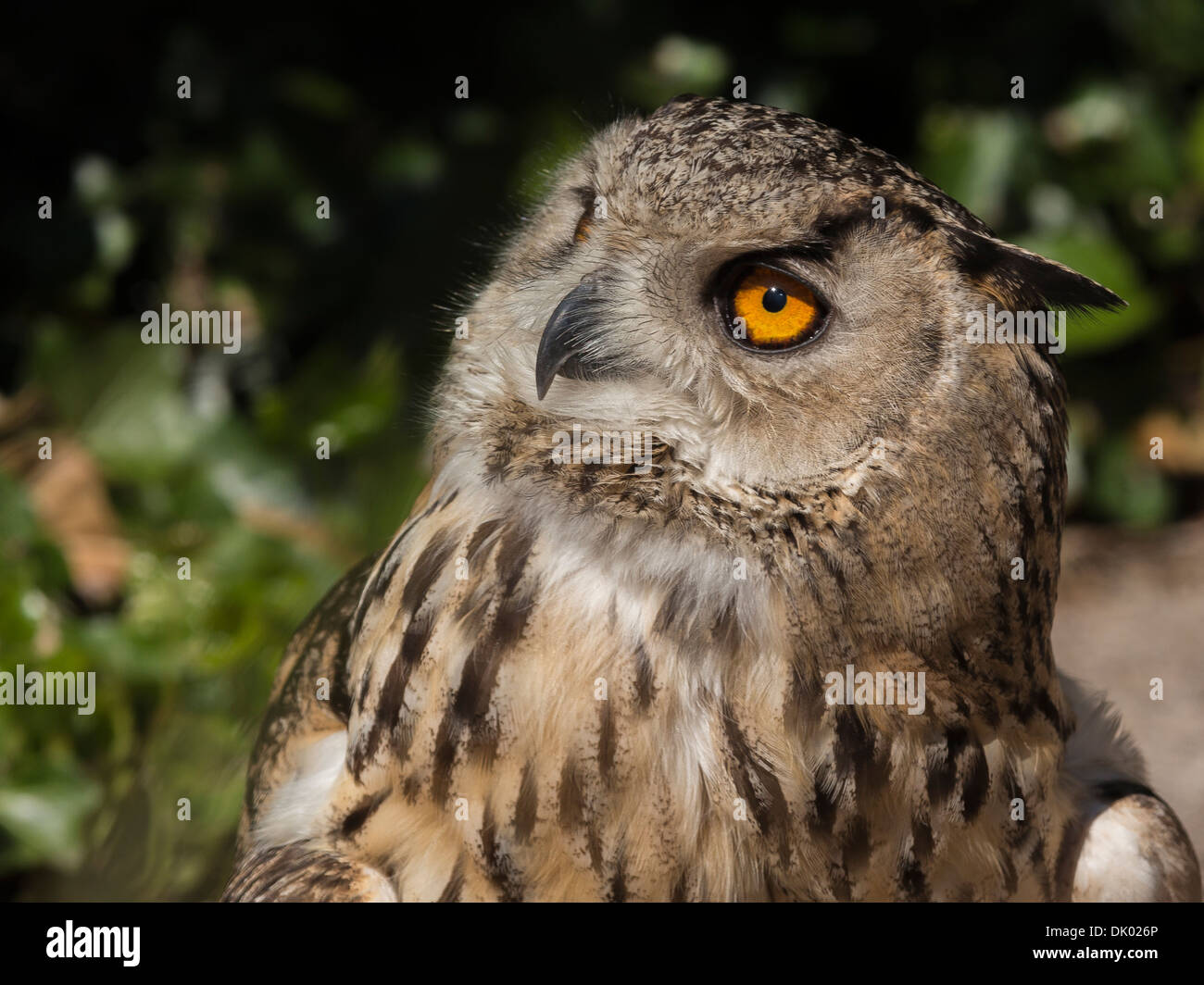 Captive Eurasian Eagle Owl from falconry centre Stock Photo Alamy