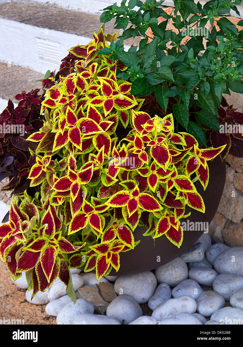 Coleus Wizard Scarlet Red Velvet Solenostemon Blumei Rainbow plant Stock Photo