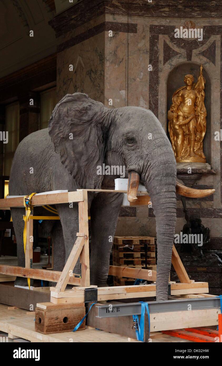 Brussels, Belgium. 1st Dec, 2013. A specimen of an African elephant is prepared to be transfered from the Royal Museum for Central Africa in Brussels, capital of Belgium, on Nov. 29, 2013. The Royal Museum for Central Africa, which was built in the early 20th century, was closed to be modernized on Dec. 1 over the next 3 years. © Wang Xiaojun/Xinhua/Alamy Live News Stock Photo