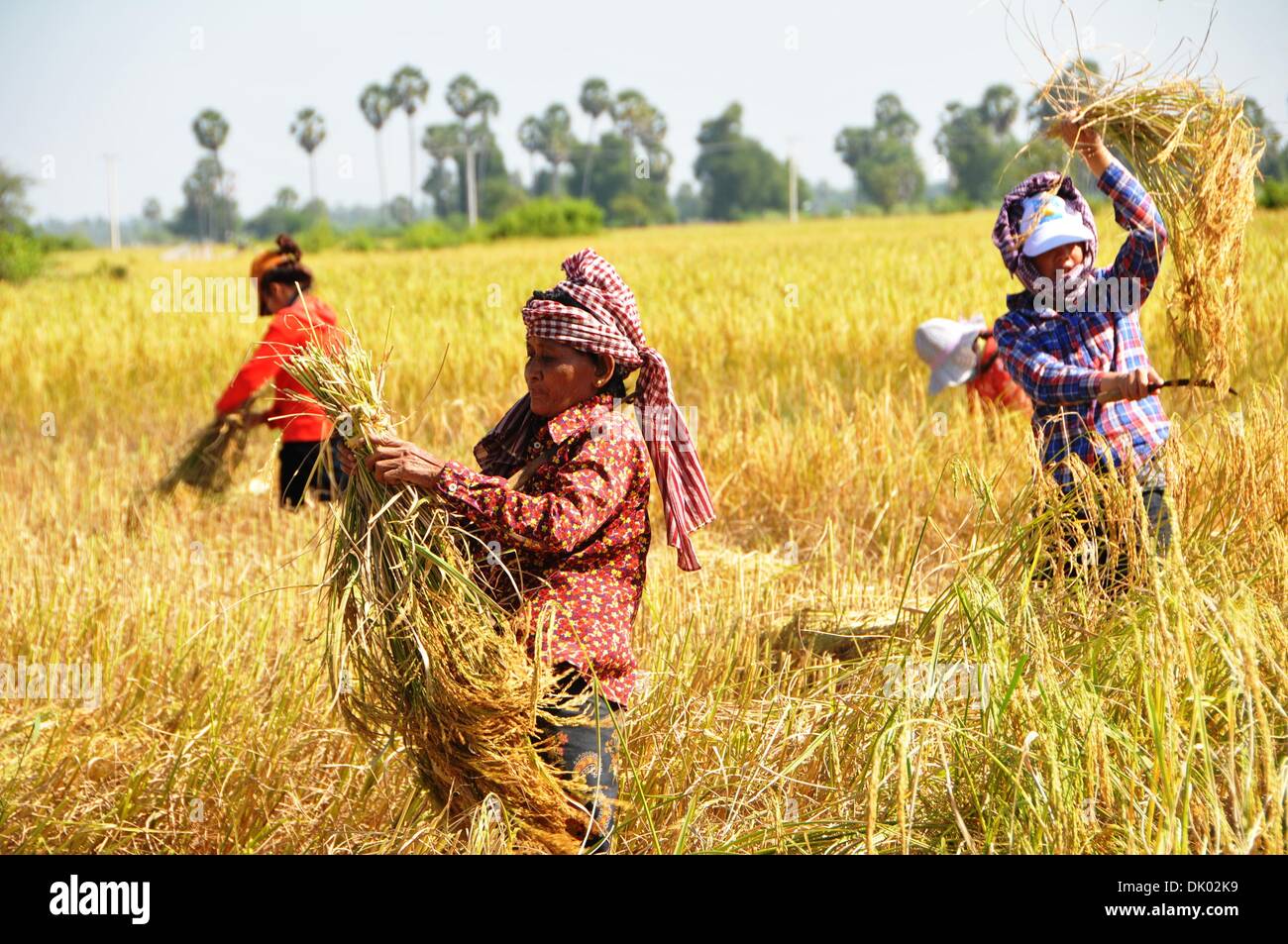 Phnom Penh, Cambodia. 1st Dec 2013.Villagers harvest paddy in Kampong Spoe province.  © Xinhua/Alamy Live News Stock Photo