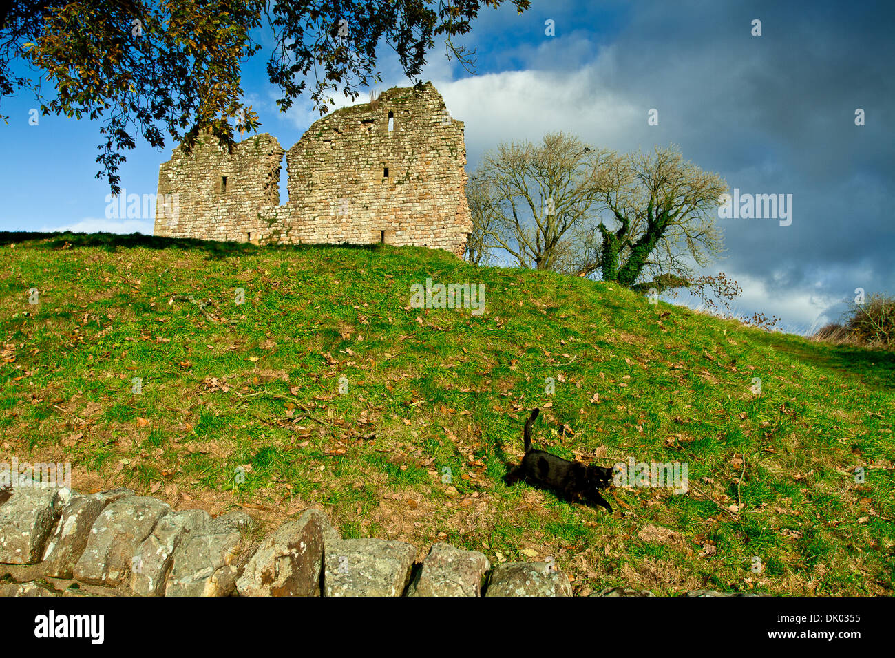 Thirlwall Castle near Greenhead in Northumberland lies next to Tipalt Burn with a domestic black cat Stock Photo