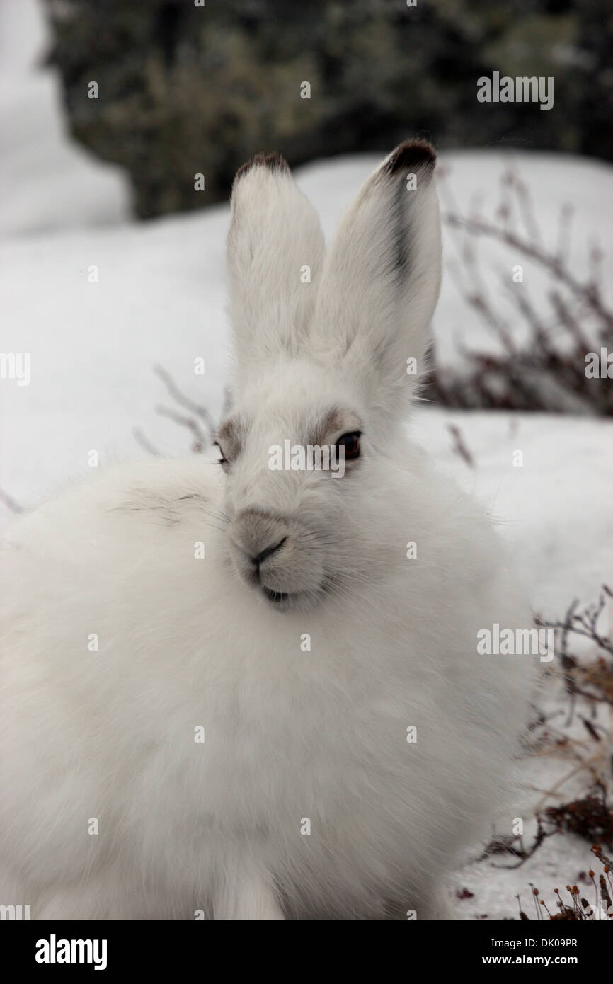 arctic hare rabbit bunny white Canada north hop Stock Photo Alamy