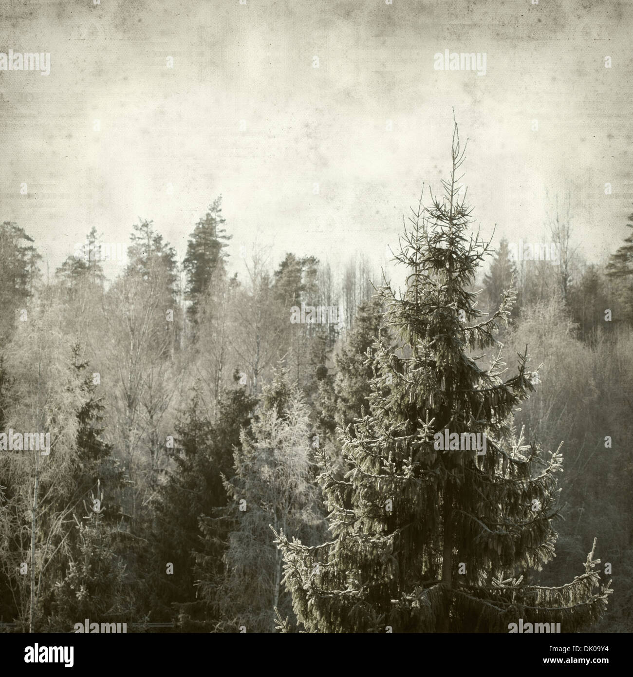 textured old paper background with winter forest Stock Photo - Alamy