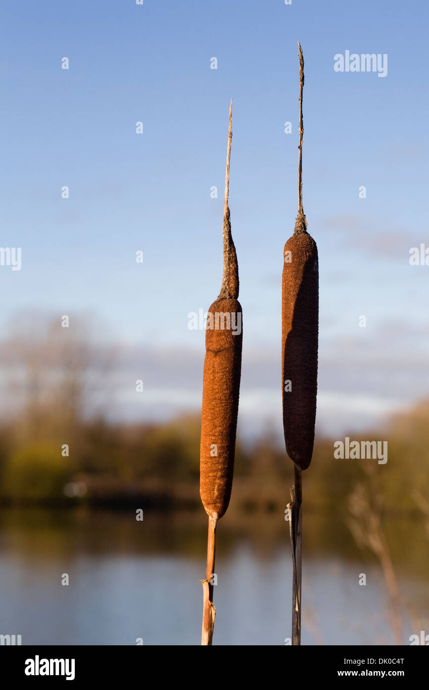 Typha latifolia. Bulrushes at the edge of a lake on a Winter's morning. Stock Photo
