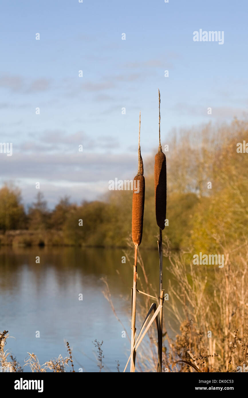 Typha latifolia. Bulrushes at the edge of a lake on a Winter's morning. Stock Photo