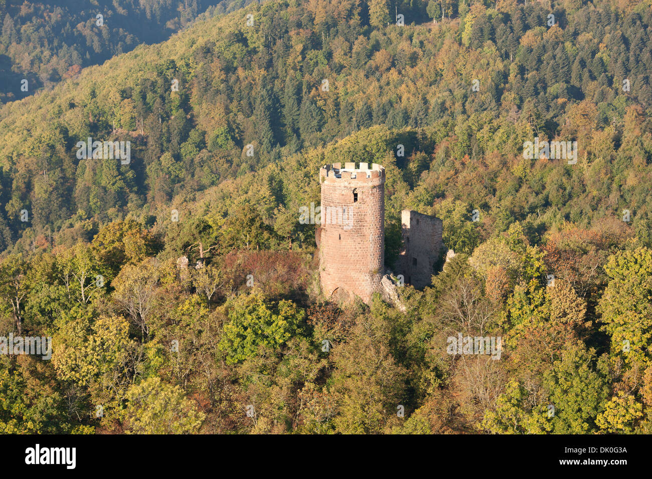 AERIAL VIEW. Abandoned castle in the eastern Vosges Mountains. Haut-Ribeaupierre Castle, Ribeauvillé, Haut-Rhin, Alsace, Grand Est, France. Stock Photo