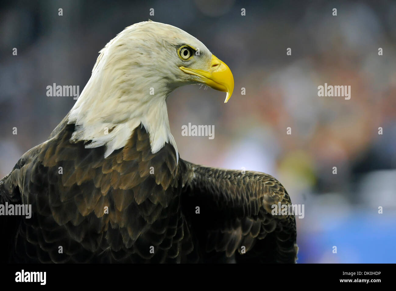 Challenger the bald eagle hi-res stock photography and images - Alamy