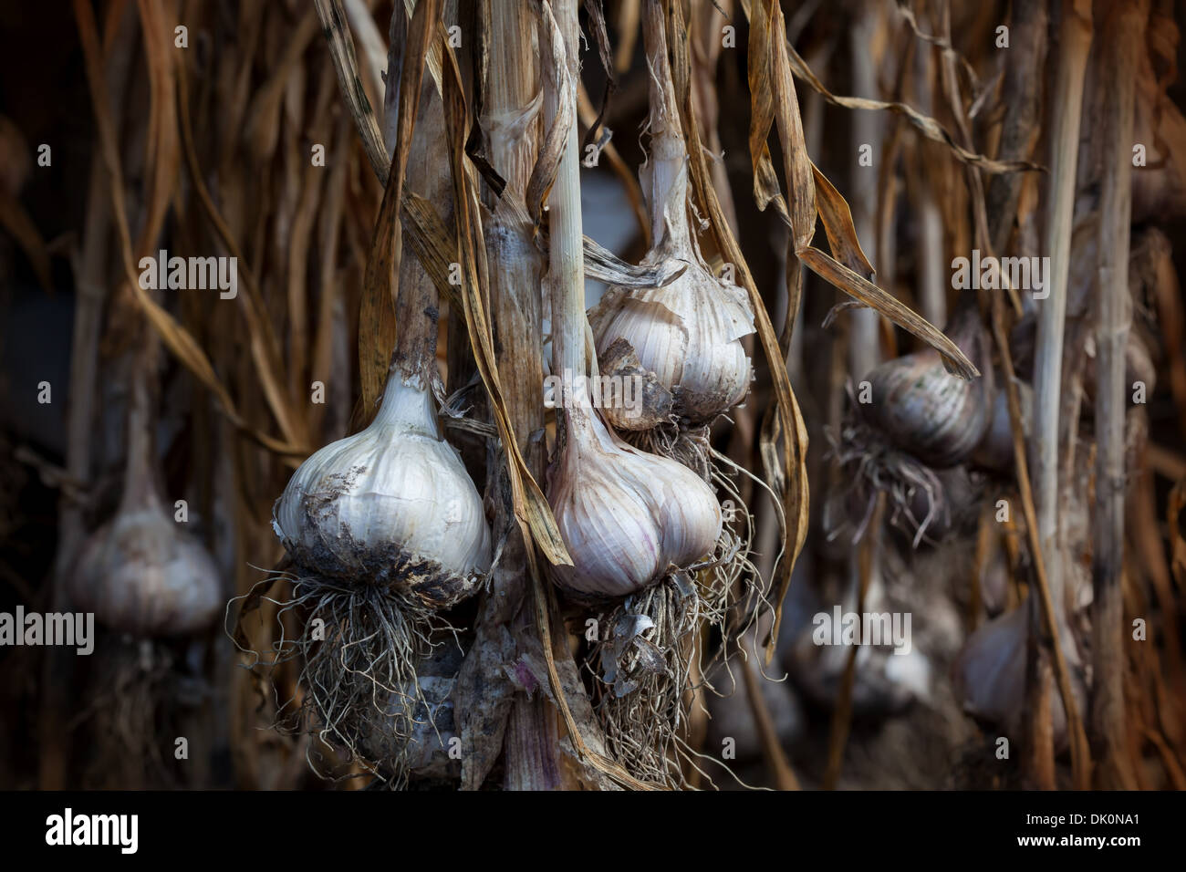 Strands of freshly dried garlic bulbs hanging outside Stock Photo