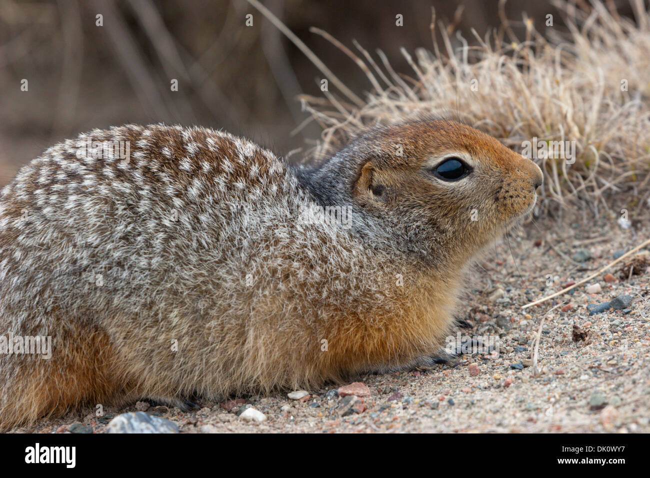 Canadian arctic ground squirrel siksik Stock Photo - Alamy