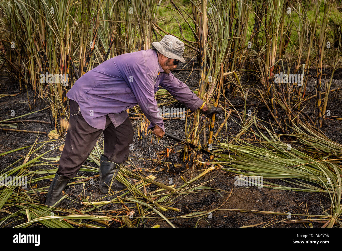 Farm worker working on a field of sugar cane, Sigatoka, Viti Levu, Fiji Stock Photo