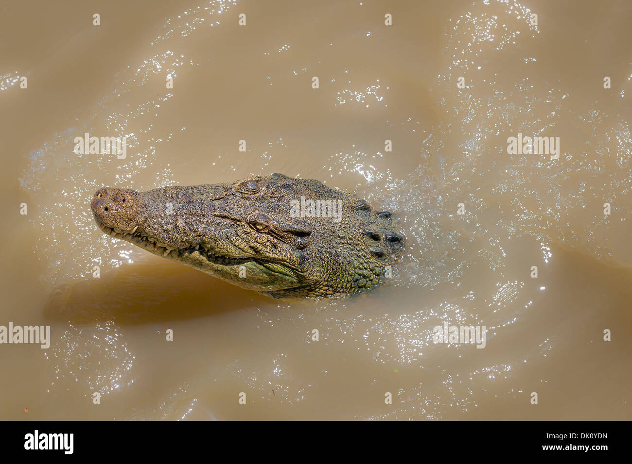 Saltwater crocodile (Crocodylus porosus) in the water, Australia Stock Photo
