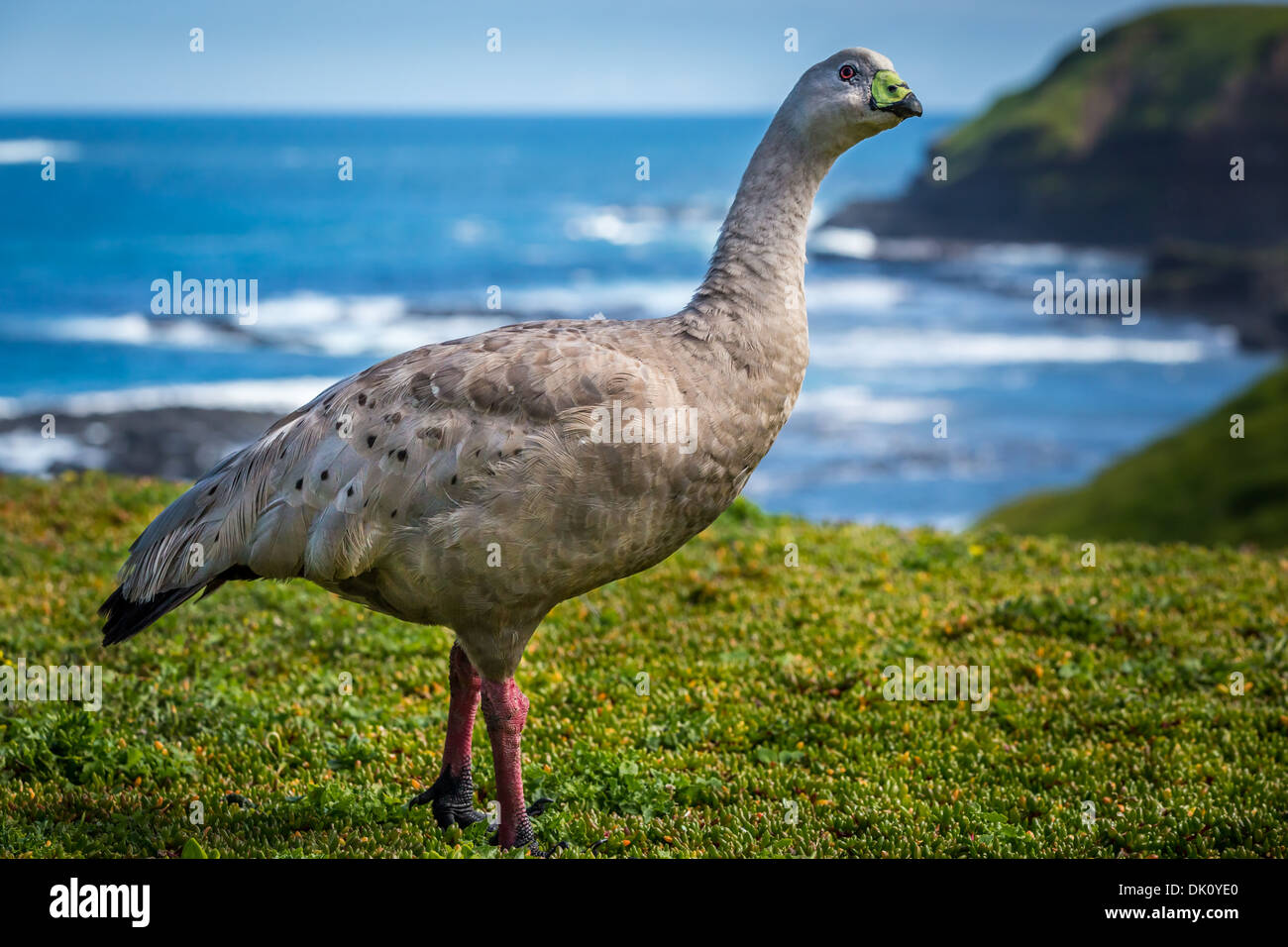 Cape Barren Goose (Cereopsis novaehollandiae), Phillip Island, Victoria, Australia Stock Photo