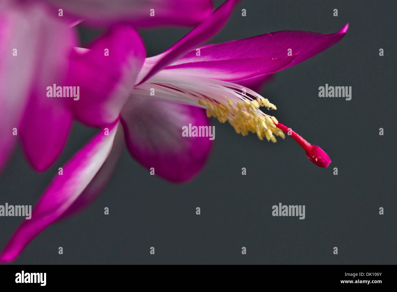 A close up image of a flower from a Christmas Cactus Stock Photo