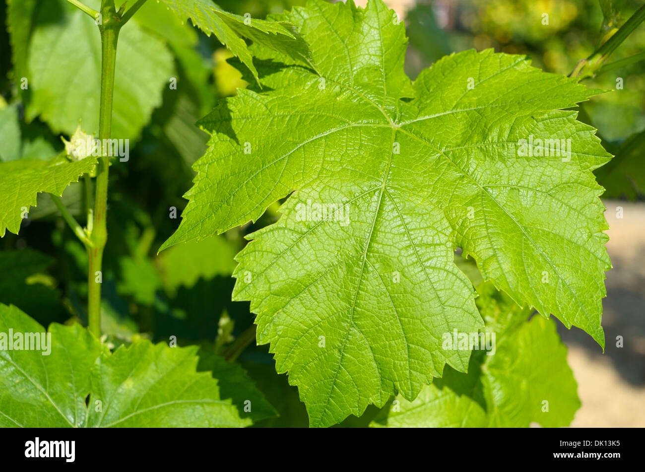 Healthy Green Grape Leaf in the Vineyard Stock Photo