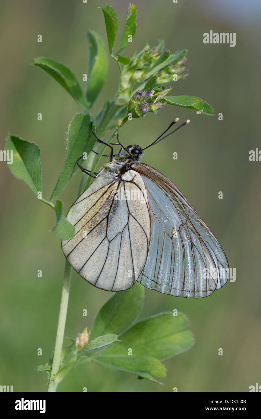 Black-veined White (Aporia crataegi), drying its wings from overnight rain, in early morning sun, in an alpine meadow. Stock Photo