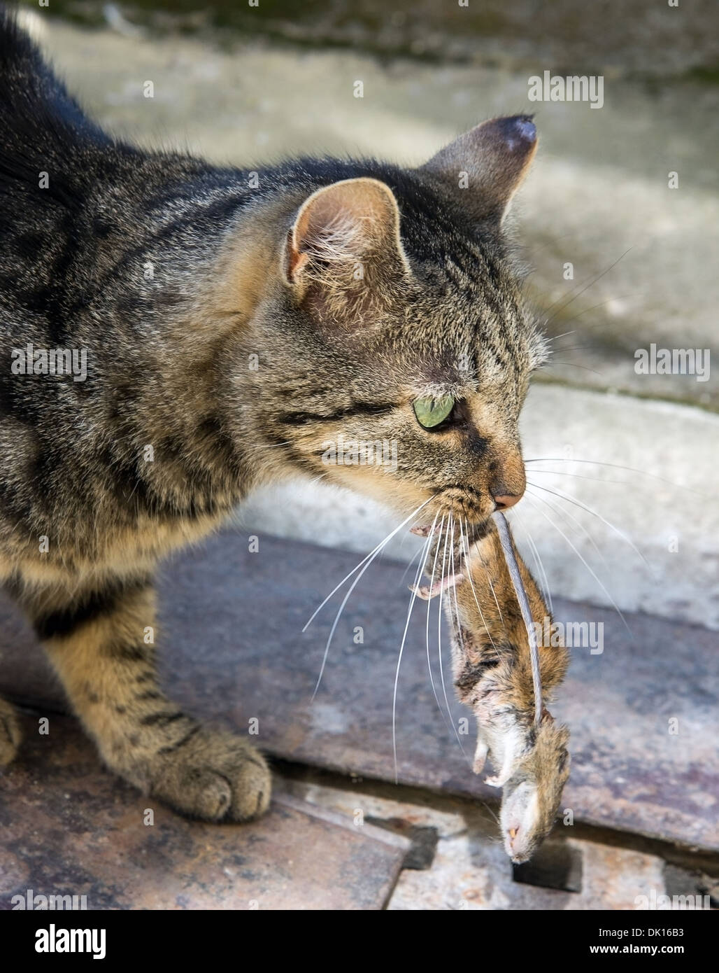 Black angry cat caught a mouse. Predator. Stock Illustration by