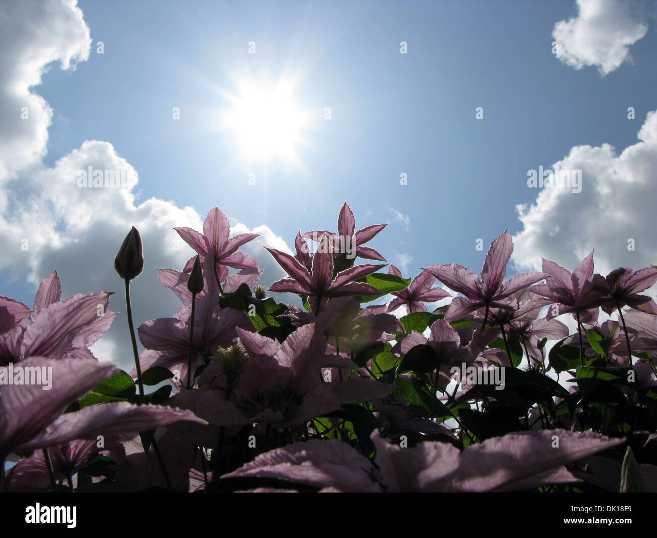 Light blue sky with flowers hi-res stock photography and images - Alamy