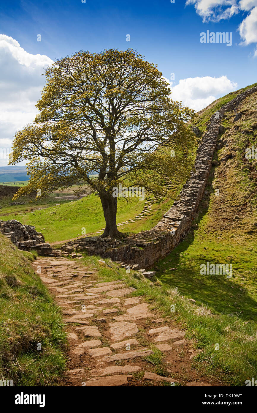 Sycamore Gap part of Hadrians Wall in Northumberland near the Scottish  Borders Stock Photo - Alamy