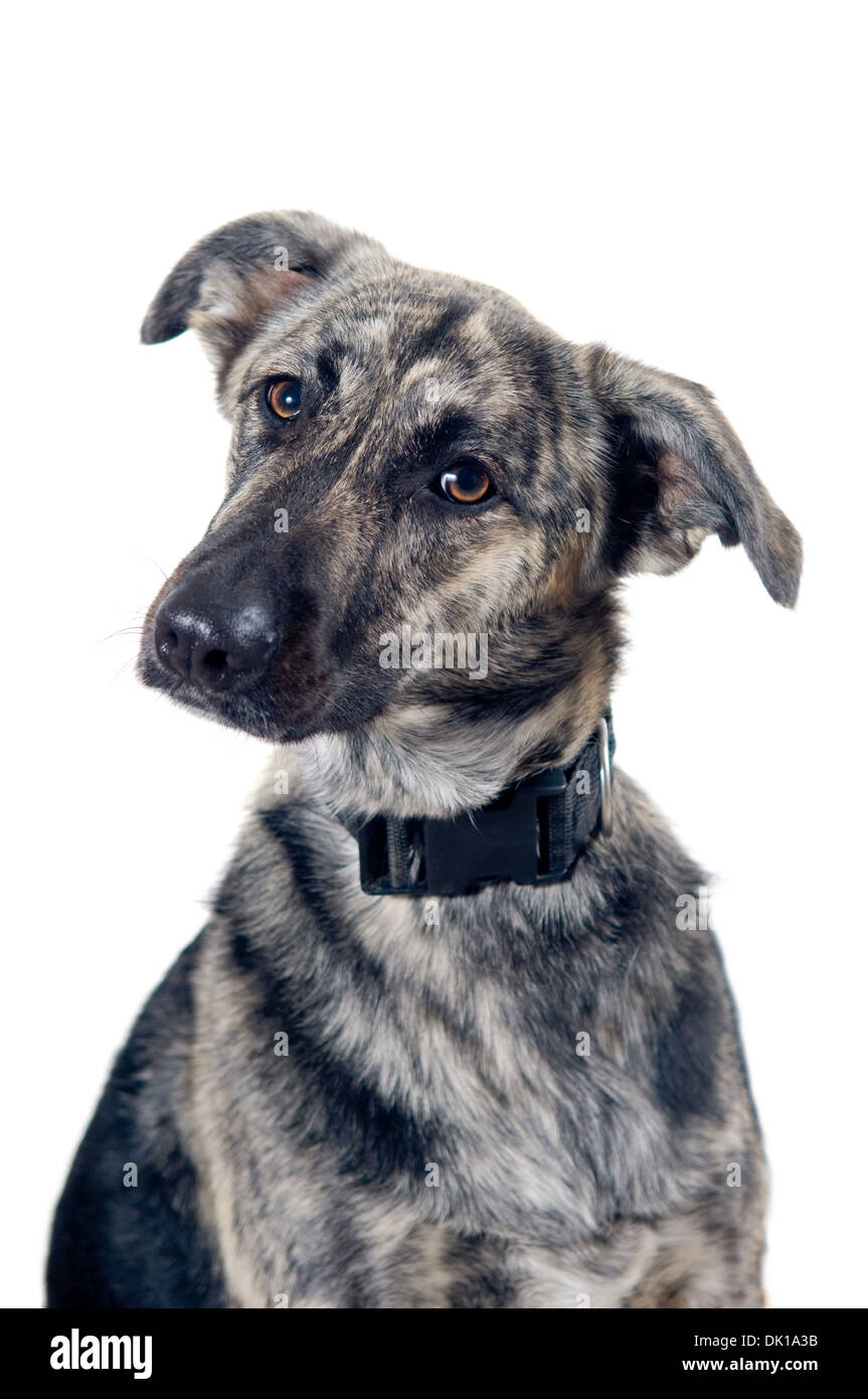 Mixed breed dog portrait isolated on white background Stock Photo - Alamy