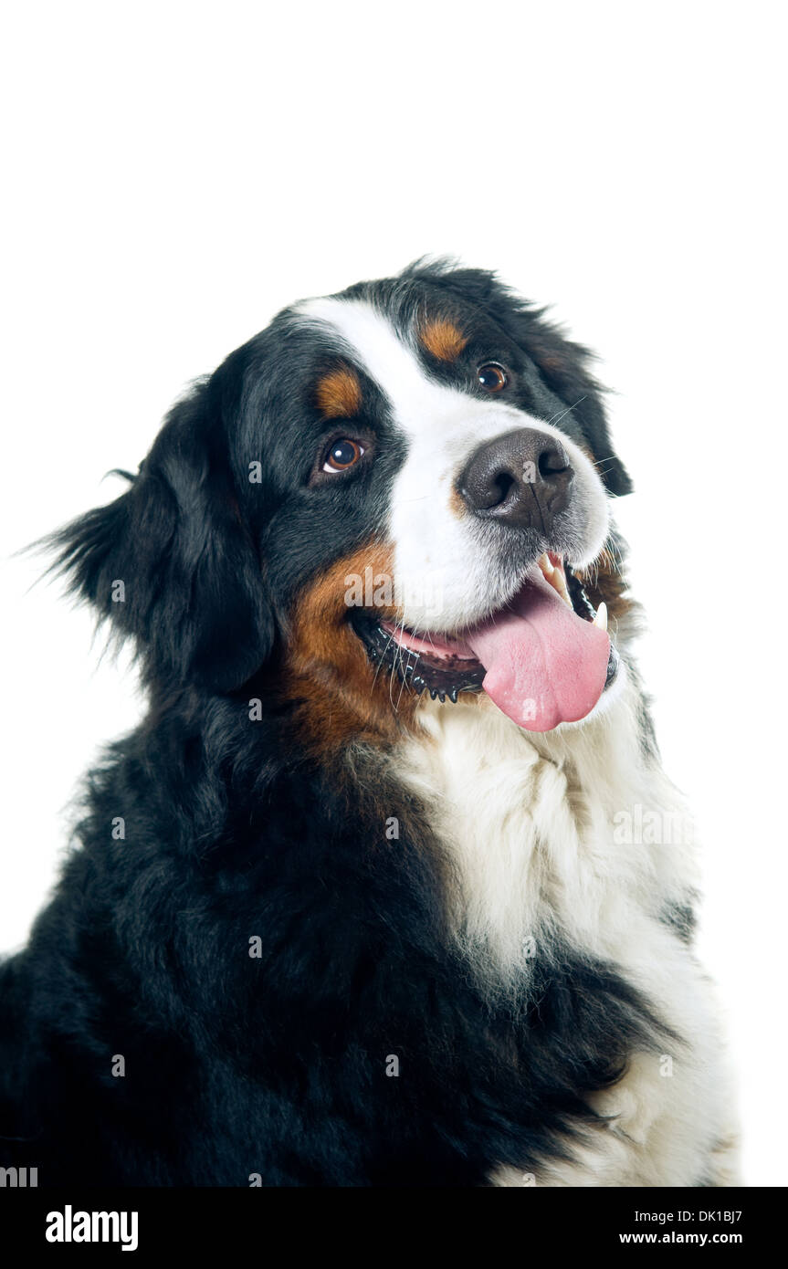 Bernese mountain dog portrait isolated on white background Stock Photo ...