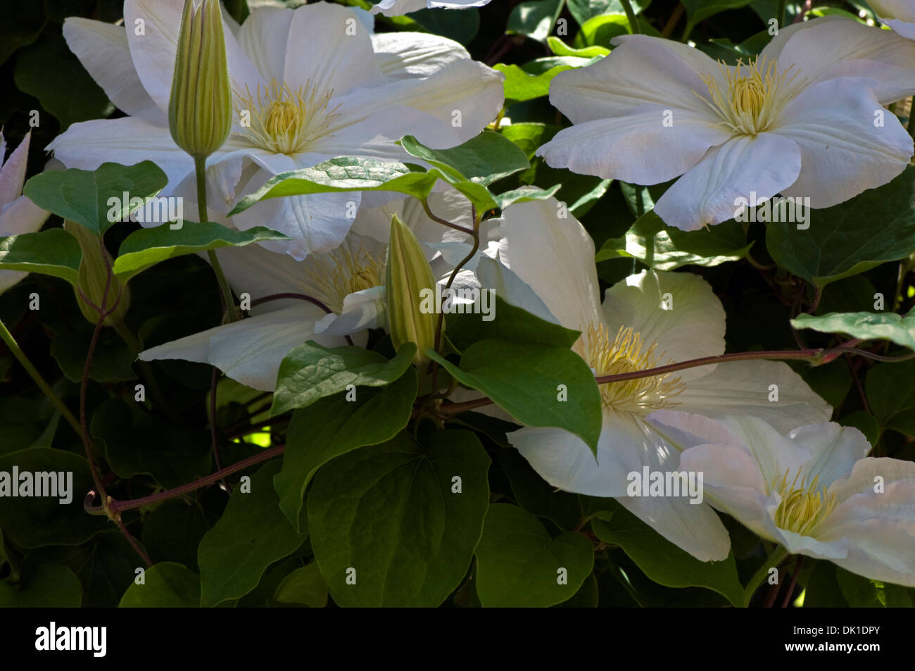 White Clematis flowers and buds in the afternoon shade Stock Photo Alamy