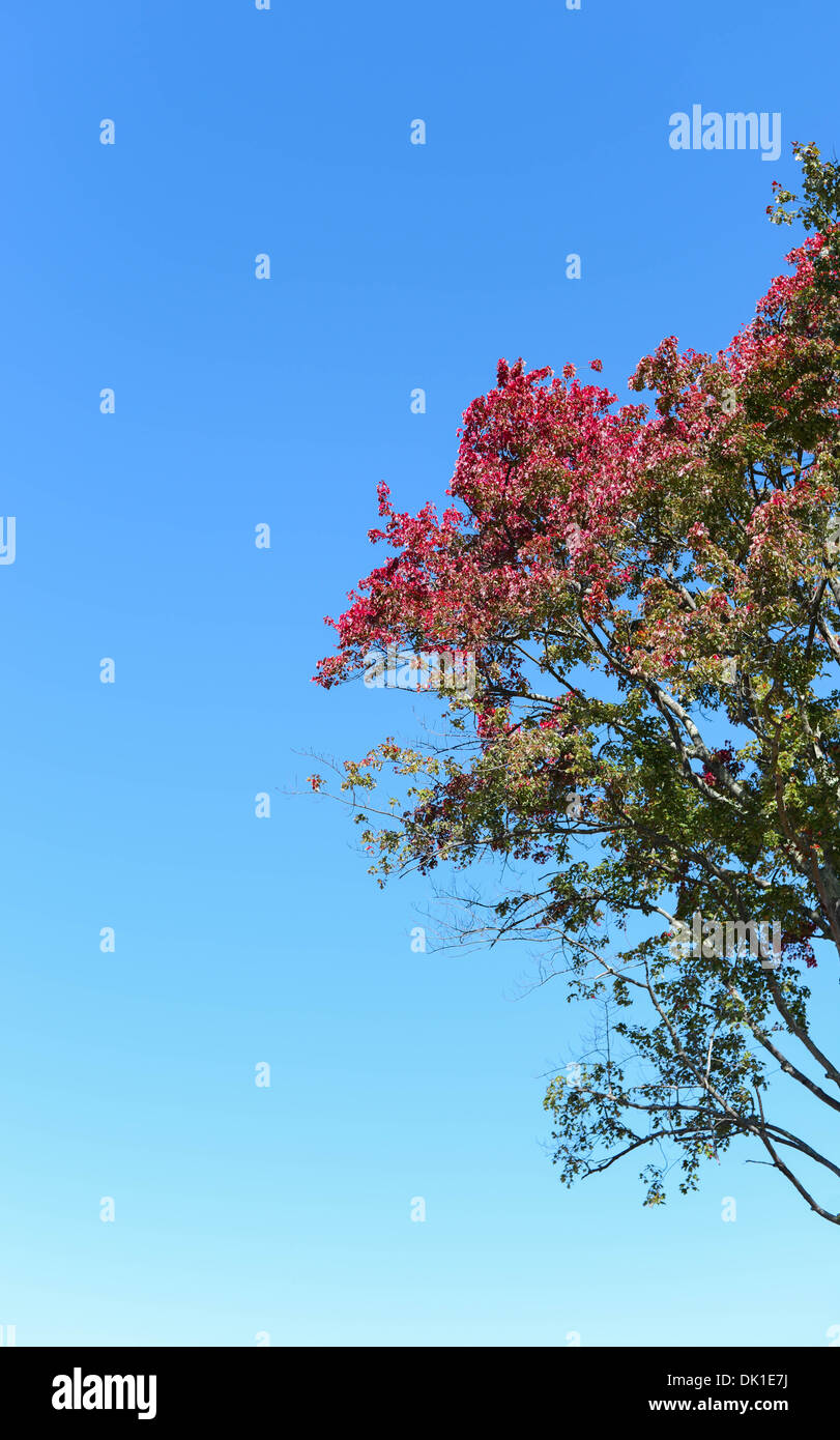Autumn tree in the clear blue sky Stock Photo - Alamy