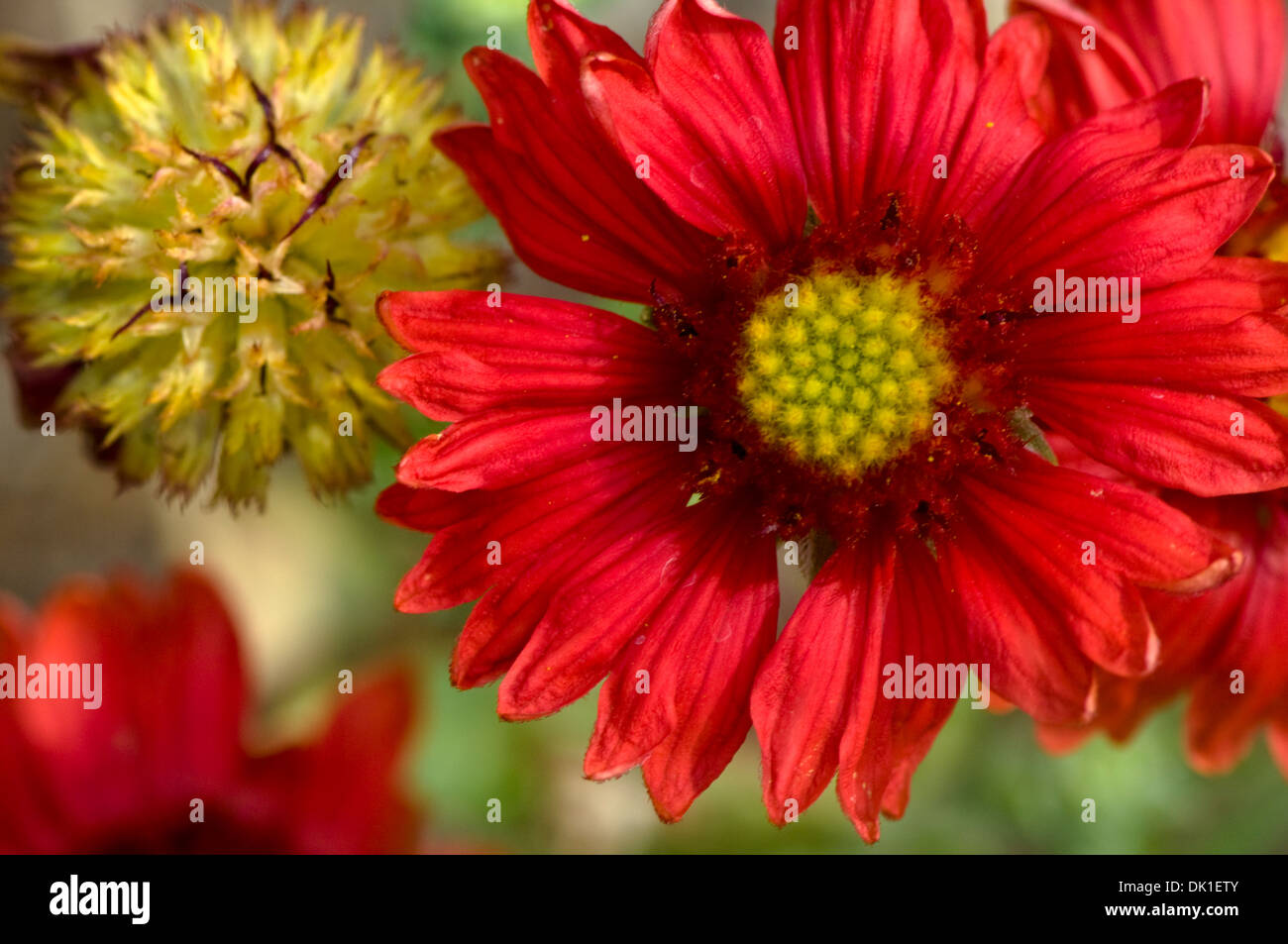 A red Gaillardia flower with a bud in the background, close-up. Stock Photo