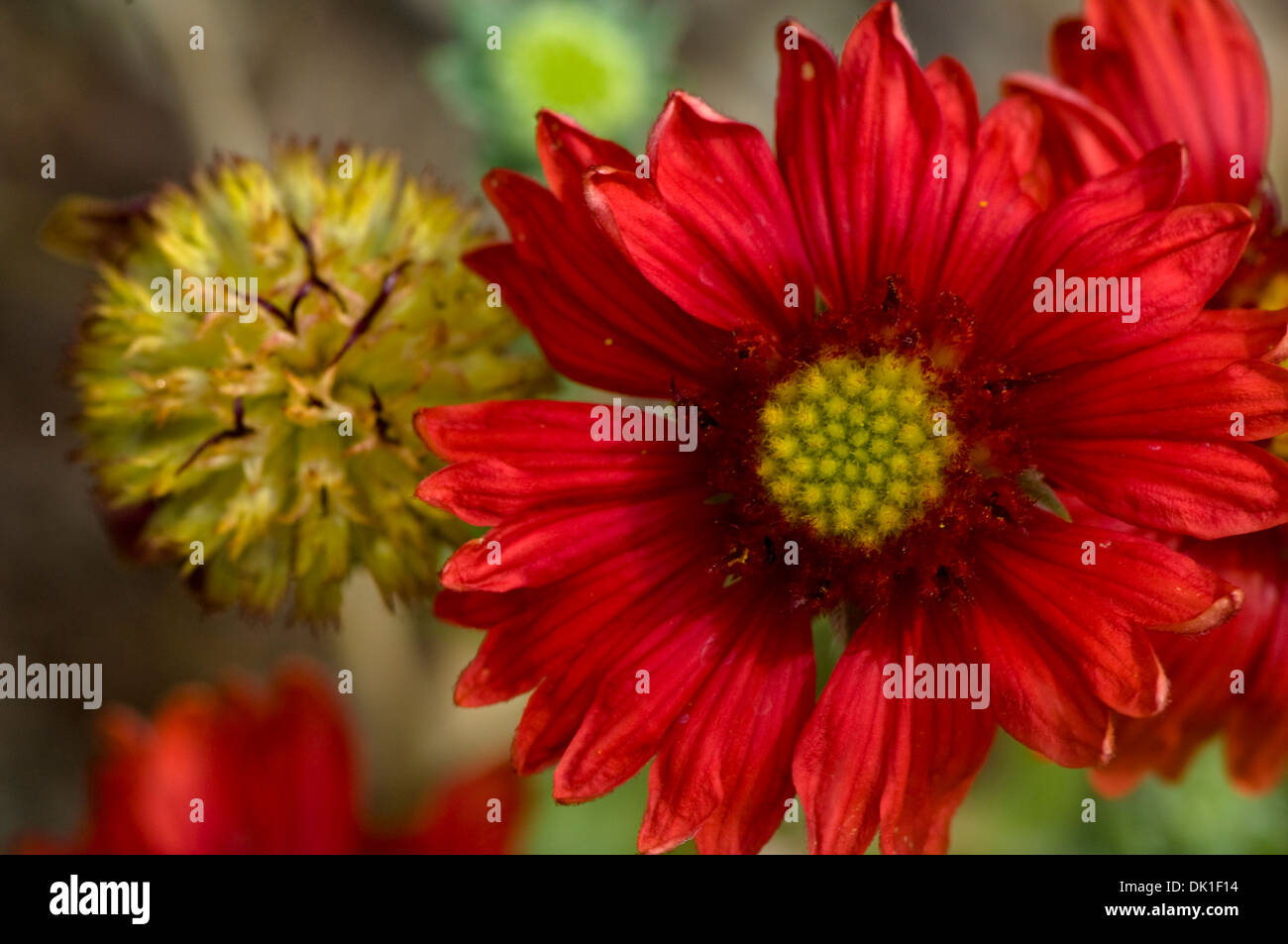 Single, red, Gaillardia flower, close-up. with a budding flower in the background. Stock Photo