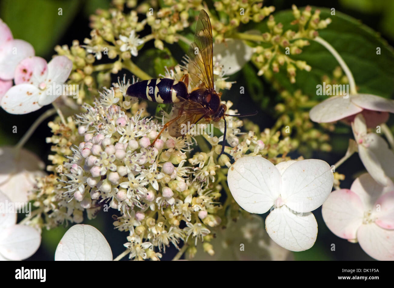 Sphecius speciosus, or the cicada killer wasp photographed here is on a