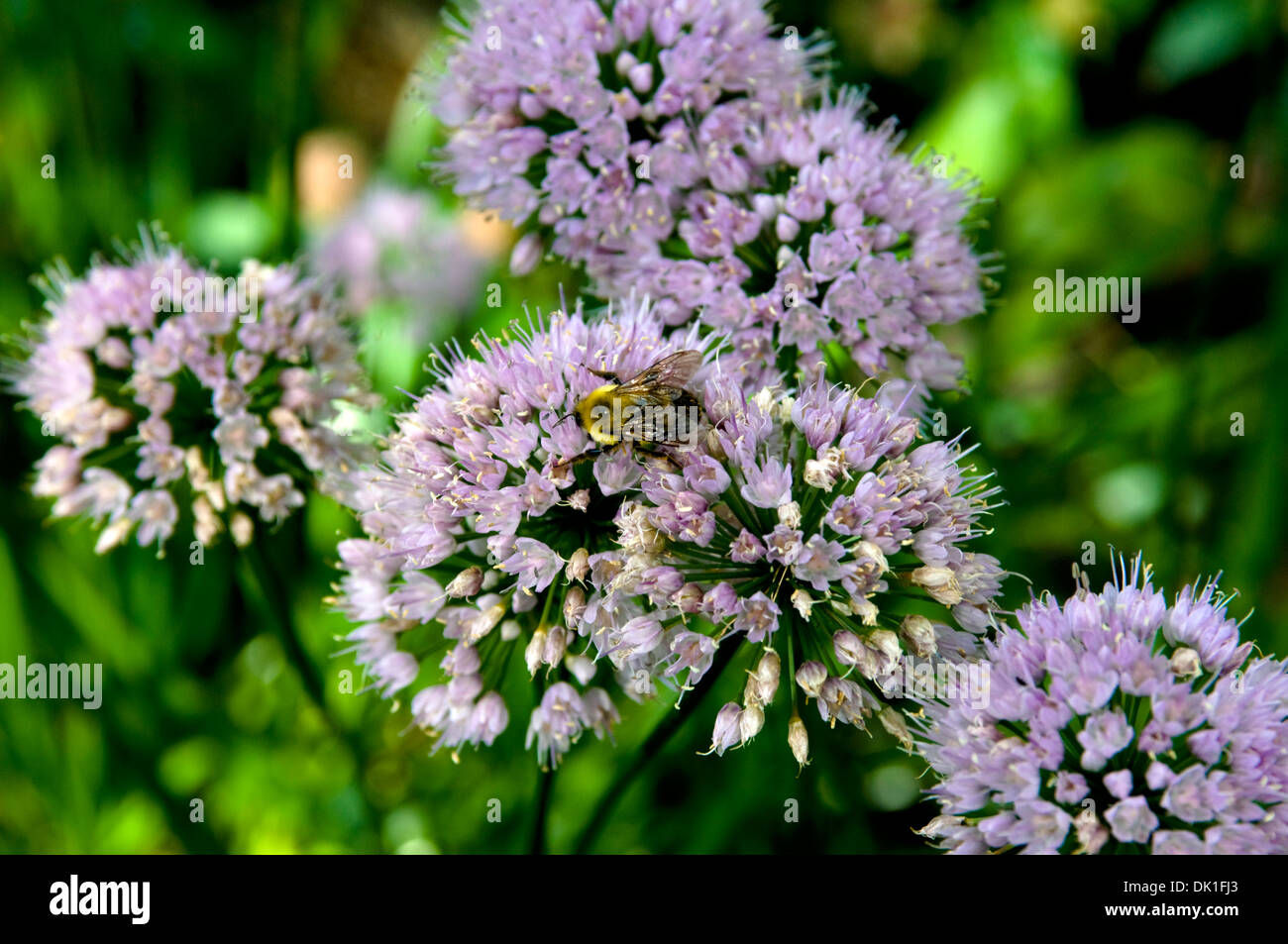 Allium flowers with bees upon them. Stock Photo