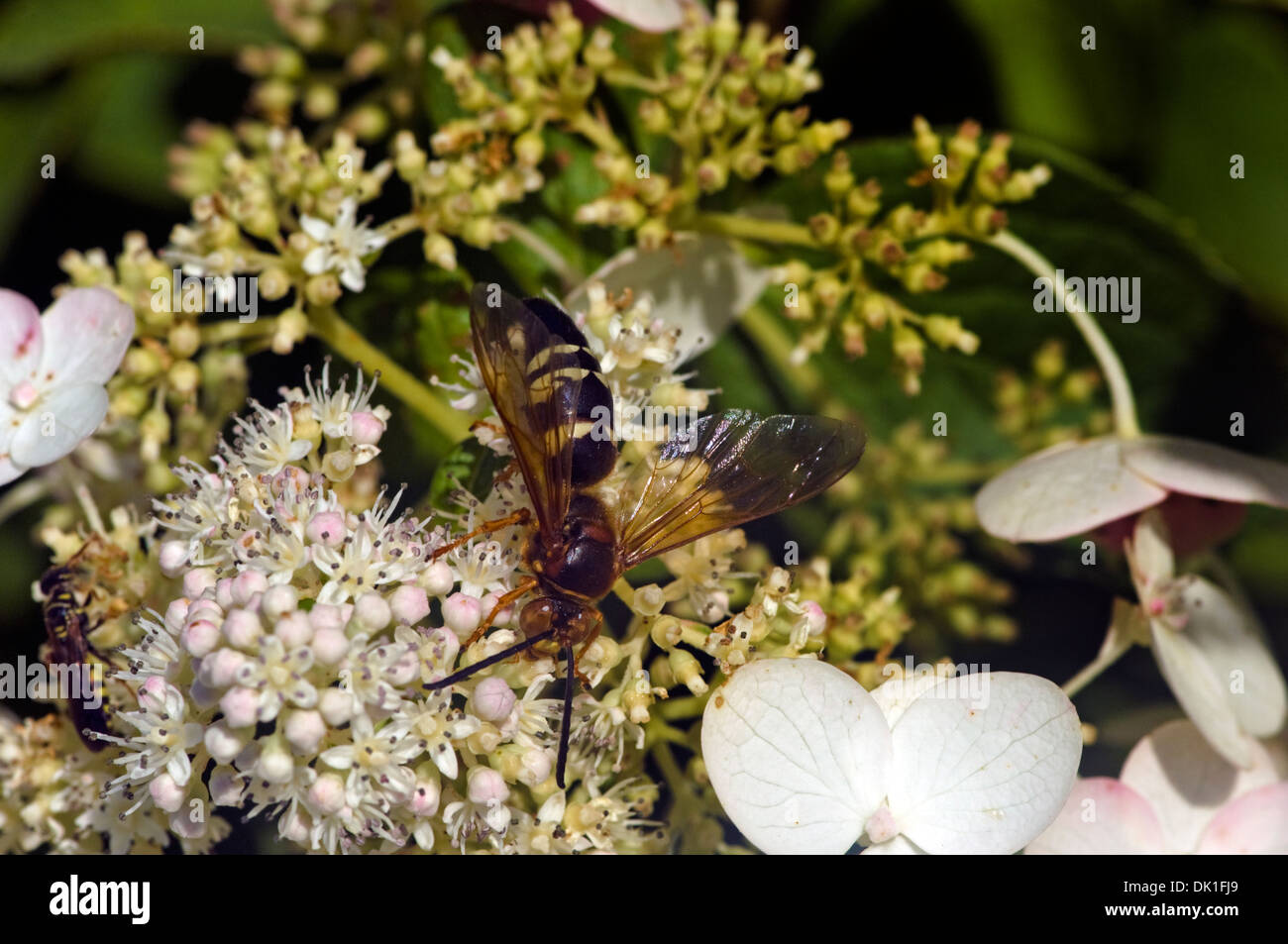 Sphecius speciosus, often simply referred to as the cicada killer wasp