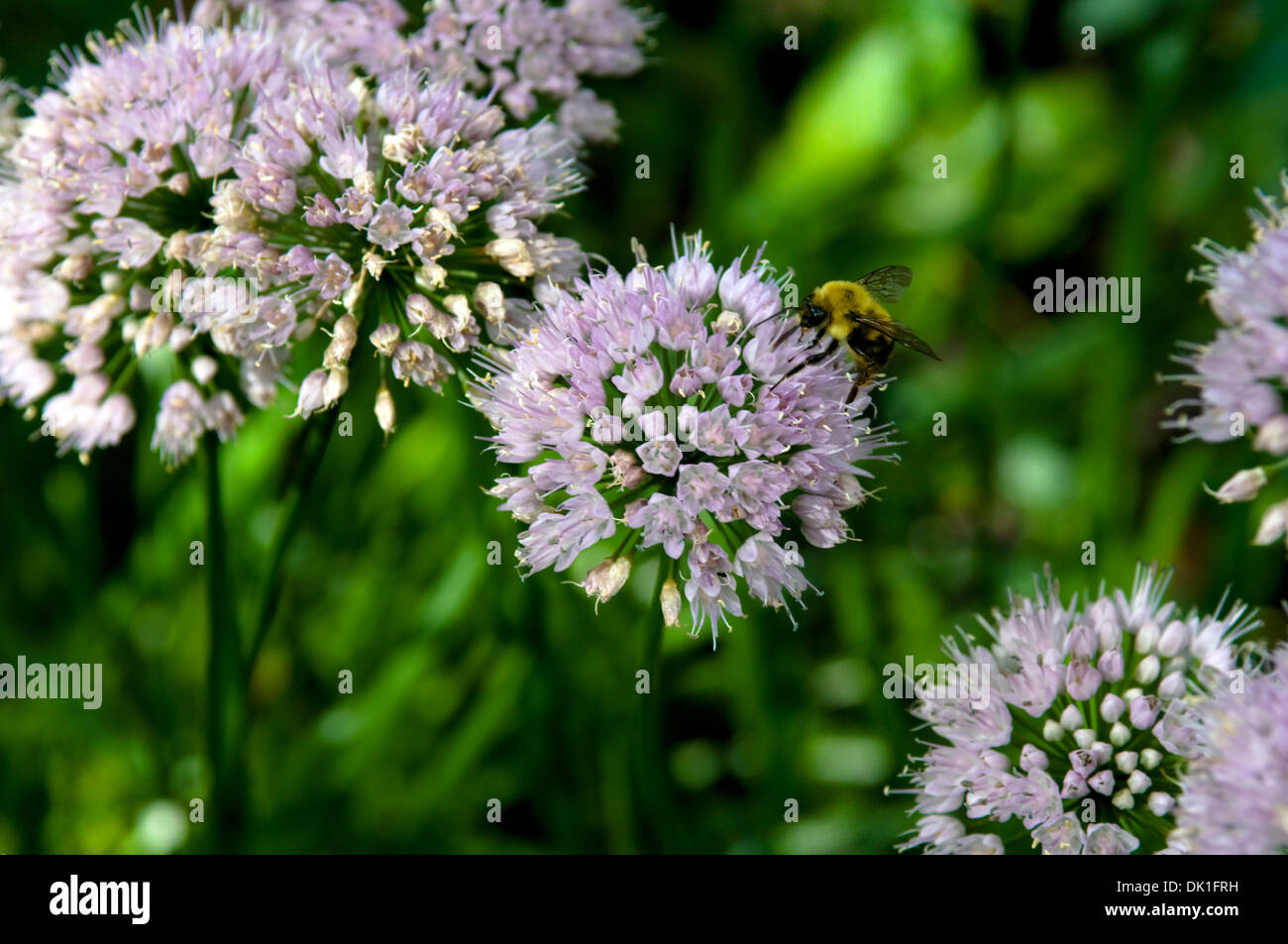 Allium flowers with bees upon them. Stock Photo